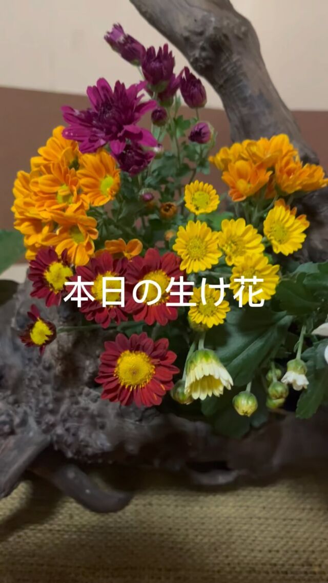 🌸 こんにちは！🌸

本日、当店の玄関に美しい生け花を飾りました。季節の花々が織りなす彩りと香りを、ぜひお楽しみください。皆様のご来店を心よりお待ちしております。

𖡼.𖤣𖥧𖡼.𖤣𖥧𖡼.𖤣𖥧𖡼.𖤣𖥧𖡼.𖤣𖥧𖡼.𖤣𖥧𖡼.𖤣𖥧𖡼.𖤣𖥧𖡼.𖤣𖥧

#呉服店 #生け花 #季節の花 #和の心

𖤣𖥧𖡼.𖤣𖥧𖡼.𖤣𖥧𖡼.𖤣𖥧𖡼.𖤣𖥧𖡼.𖤣𖥧𖡼.𖤣𖥧𖡼.𖤣𖥧𖡼.𖤣𖥧